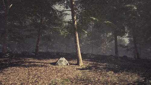 Serene Forest with Sunlight Filtering Through Trees and Scattered Rocks