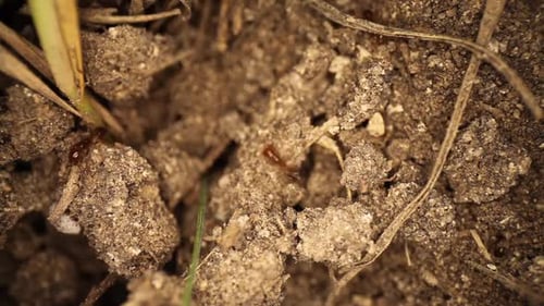 Blick von oben nach unten auf den gestörten Feuerameisenhügel - Ameisen graben sich in den zerbrochenen Dreck, white shelled bug com
