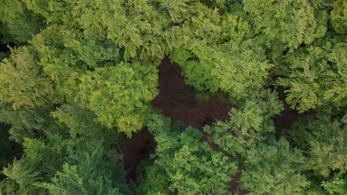 Topdown Drone View Of Tree Canopies In Dense Forest. Aerial Shot