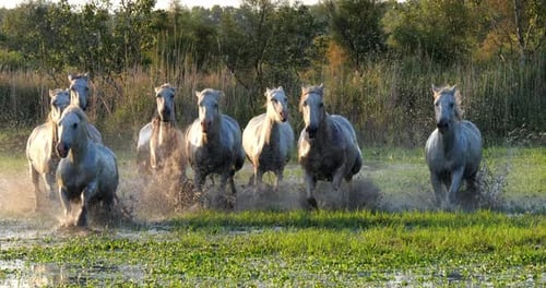 Camargue Horse, Herd trotting or galloping through Swamp, Saintes Marie de la Mer in Camargue