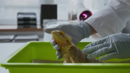 Gloved Hands of Veterinary Clinician Examining Animal in Medical Office