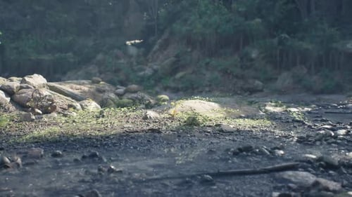 Explorez le terrain luxuriant de Madagascar sous une lumière matinale sereine