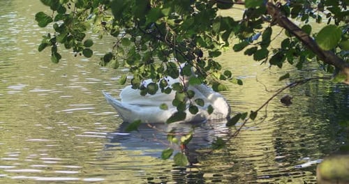 Mute Swan Swims And Forage Under Foliage Of Trees At Tehidy Country Park In Cornwall, England. - clo