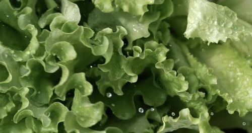 Fresh Green Lettuce with Splashing Water Drops