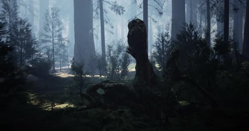 Mysterious Forest Landscape with Soft Light Filtering Through Trees