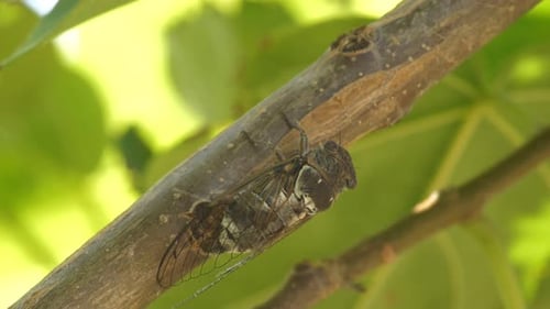 Die Zikadenfliege sitzt auf einem Ast eines grünen Baumes