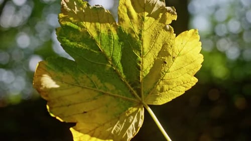 Beautiful leaf in a forest during the fall