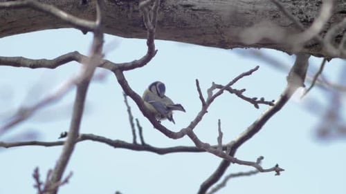 Slow Motion medium wide shot of 1 great tit (bird) sitting on a branch turning around, cleaning its