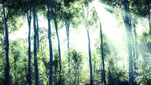 Birch Forest in Sunlight in the Morning