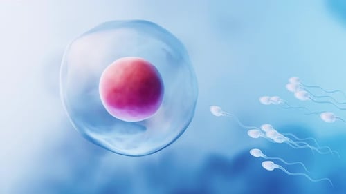 The union of sperm and an egg cell