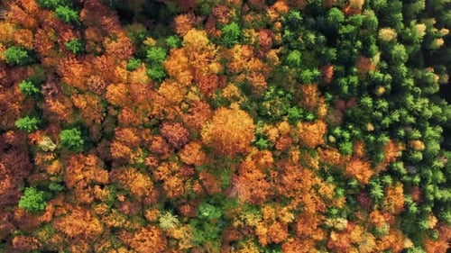 Luftaufnahmen von Baumwipfeln im tiefen Laubwald