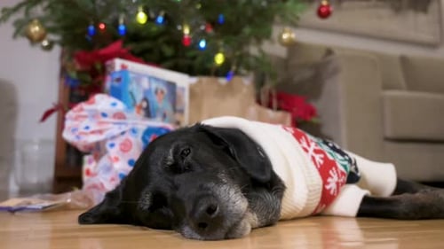 Relaxing Dog Wearing Christmas Sweater Near Gifts