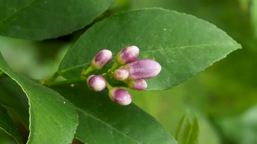 Lemon Flower
