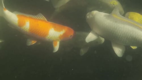 Koi fish swimming in a pond