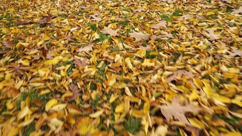 Autumn Leaves On Grass