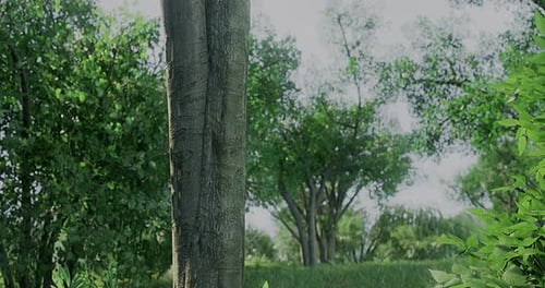 Lush Green Forest with a Mix of Trees in Bright Daylight