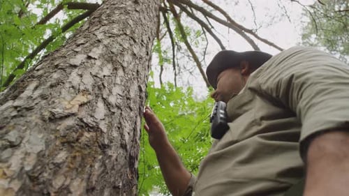 Gardien de sexe masculin multiethnique examinant un pin dans une forêt