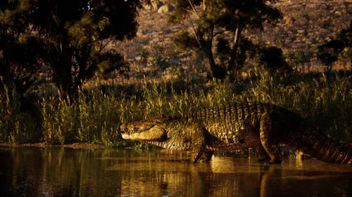 Un grand crocodile patauge dans des eaux peu profondes au coucher du soleil dans un habitat naturel
