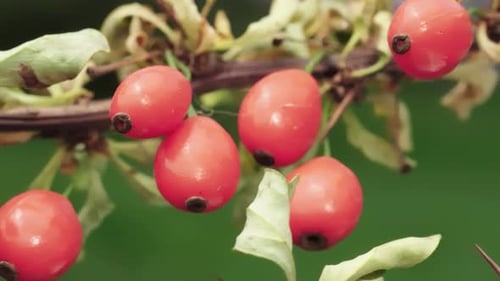 Une branche avec des baies d'épine-vinette rouge en gros plan. Diaporama vidéo.
