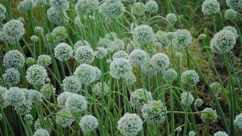 White Onion Flowers Swaying Gently