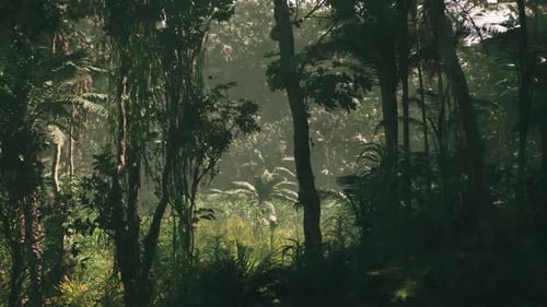 Lush Greenery in the Dense Jungle of Vietnam During Early Morning Light