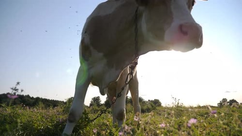 Milchkuh weidet am Sommertag auf grünem Rasen Süßes freundliches Tier, das bei Sonnenuntergang auf der Wiese weidet