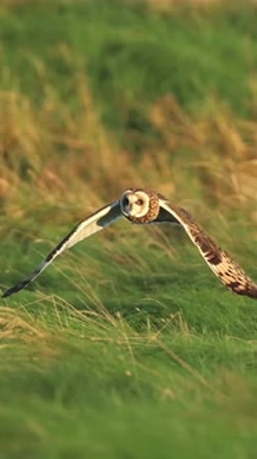 close up of an owl flying