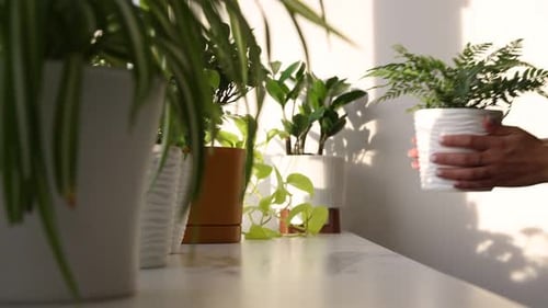 House Plants Arranged on Shelf by Window