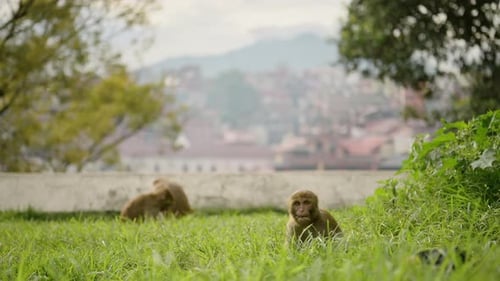 Urban Wildlife Shot of Monkeys in Kathmandu in Nepal at Pashupatinath Temple, Urban Wildlife in Kath