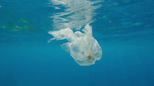 Bolsa de plástico translúcida rasgada que se asemeja a una medusa que flota en el agua debajo de la superficie y se refleja en ella