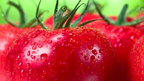 Close up of Fresh Wet Tomatoes
