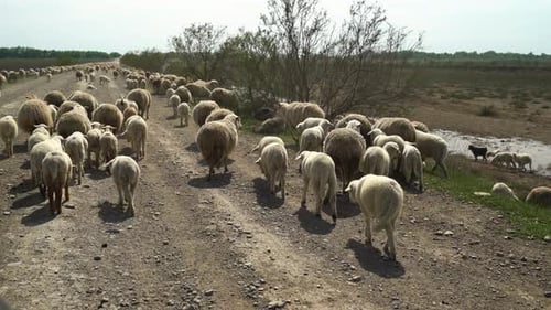 A Herd of Sheep are Walking Along the Road
