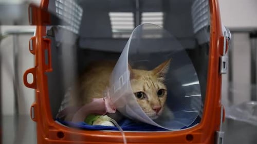 Sick Cat in Cone in Pet Carrier at Vet