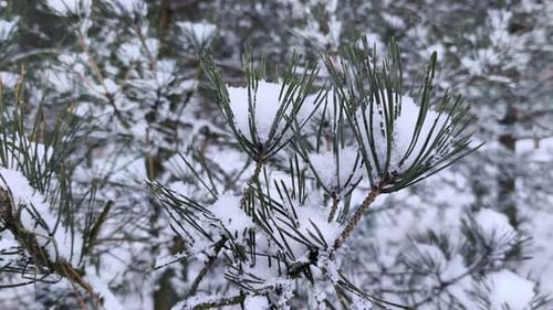 Snow-Covered Pine Branches in Winter Forest