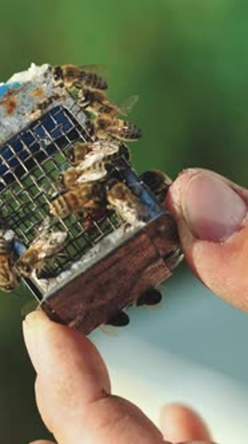 Beekeeper works with bees and beehives in the apiary. Beekeeping concept. Queen of the bee.