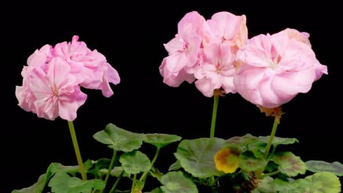 Pink Geranium Flowers Blooming Time Lapse