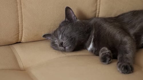Gray Cat Sleeping Peacefully on Couch