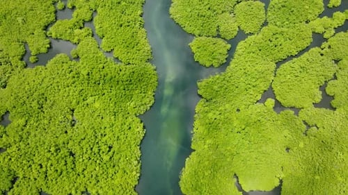 Straight Water Path Enclosed By Mangrove Canopy Siargao Philippines