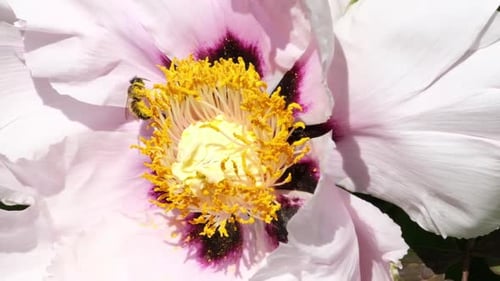 Honey bee pollinates a garden flower. Bee collects nectar from a blossoming tree peony flower