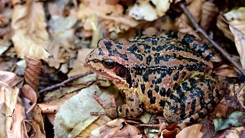 common European frog with blurry background