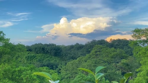 Cinematic, Majestic sky above forest. Jungle. High angle footage. B roll perfect.