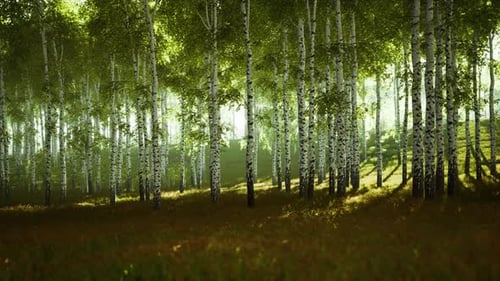 Spring in the Birch Grove Forest