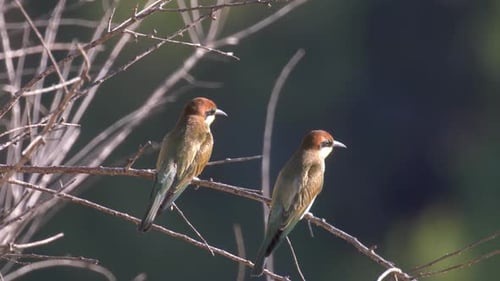 European bee-eaters, Family on tree, Jerusalem, Israel