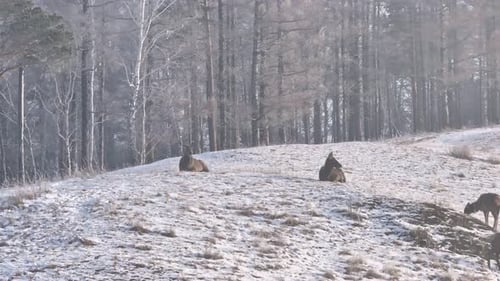 Two Deer are Lying in the Snow