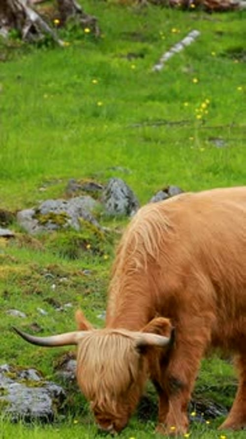 Scottish Highland Cattle Grazing in a Green Meadow