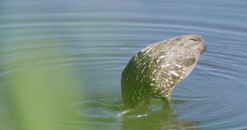 Ein Küstenvogel sucht im flachen, plätschernden Wasser nach Nahrung, umgeben von sanften grünen Reflexen der Natur