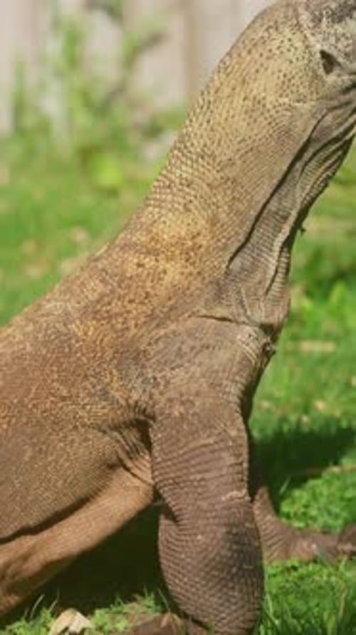 Le gigantesque lézard dragon de Komodo levant la tête