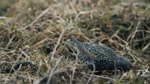 Common starling looking for food in grass and taking bath in water puddle