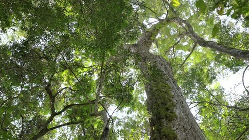 Native Aspidosperm Polyneuron tree threatened in subtropical forest of Argentina