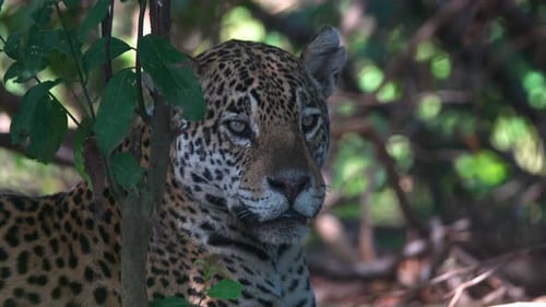 Jaguar salvaje descansando en el denso hábitat de la jungla del Pantanal